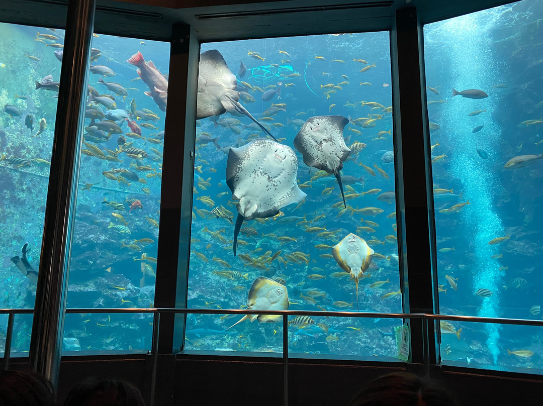 Shimoda Aquarium-下田市必去景点