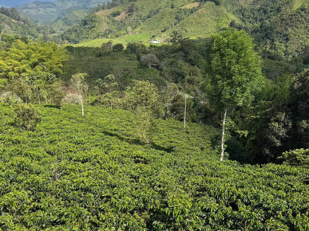 Magic Tours del Café-亚美尼亚必去景点