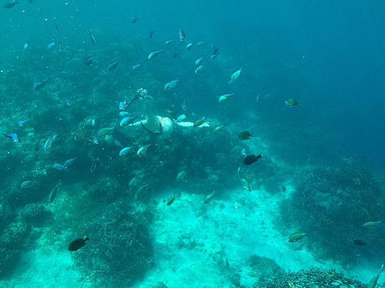 Freedive Academy Panglao-Panglao必去景点