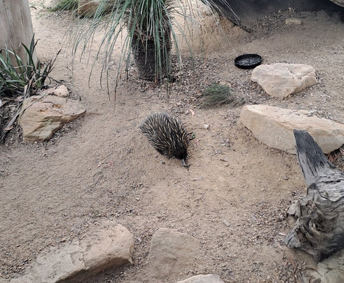 Symbio Wildlife Park-海伦斯堡必去景点