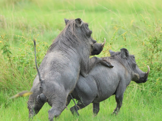 Eco Adventure Safaris-恩德培必去景点
