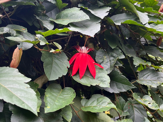 Spirogyra Butterfly Garden-圣何塞必去景点