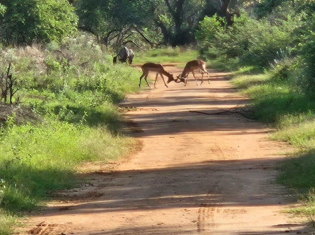 Letamo at Qwabi Private Game Reserve主图