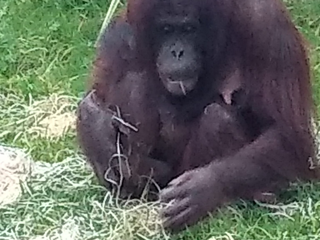 Wingham Wildlife Park-Wingham必去景点