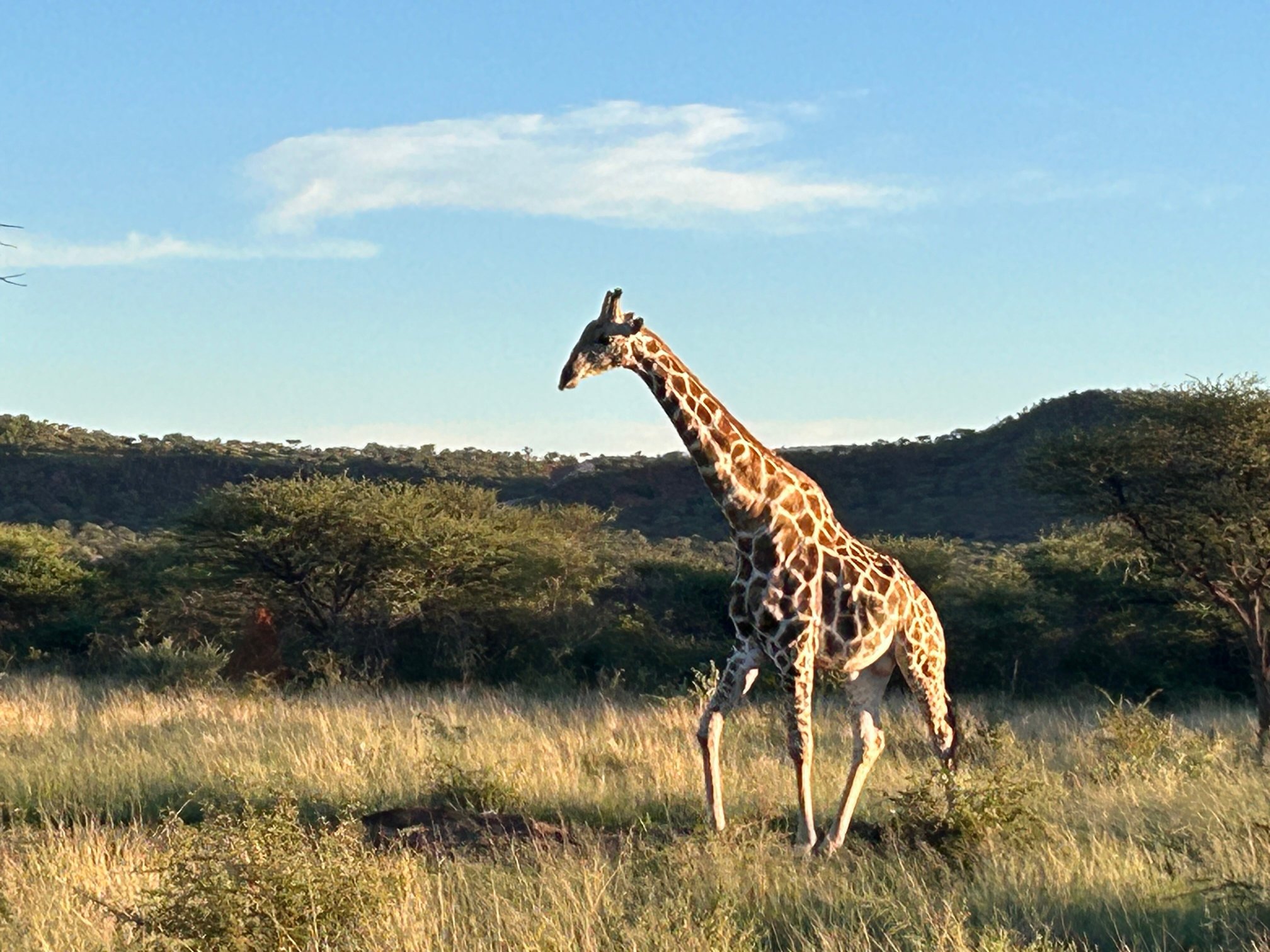 Okonjima Plains Camp-官方