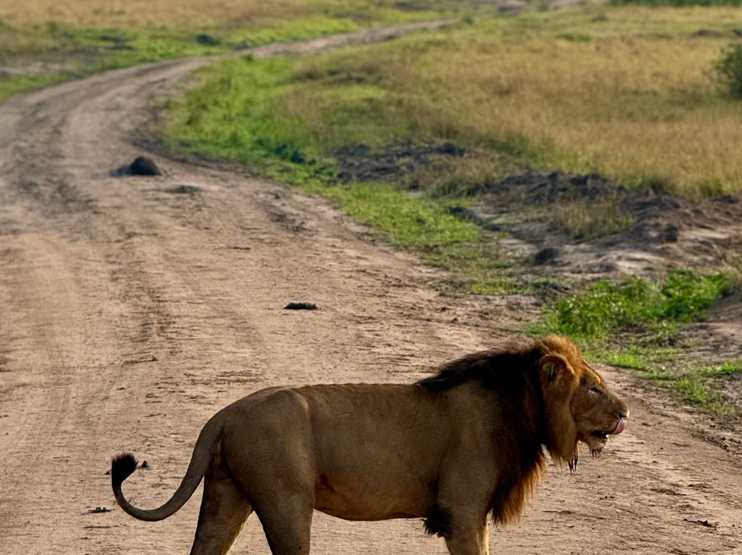 Virunga Gorilla Tours and Eco Safaris-Kisoro必去景点