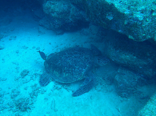 Fathom Five Divers-可洛亚必去景点