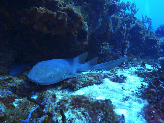 Dressel Divers Playa Del Carmen-普拉亚德尔卡曼必去景点