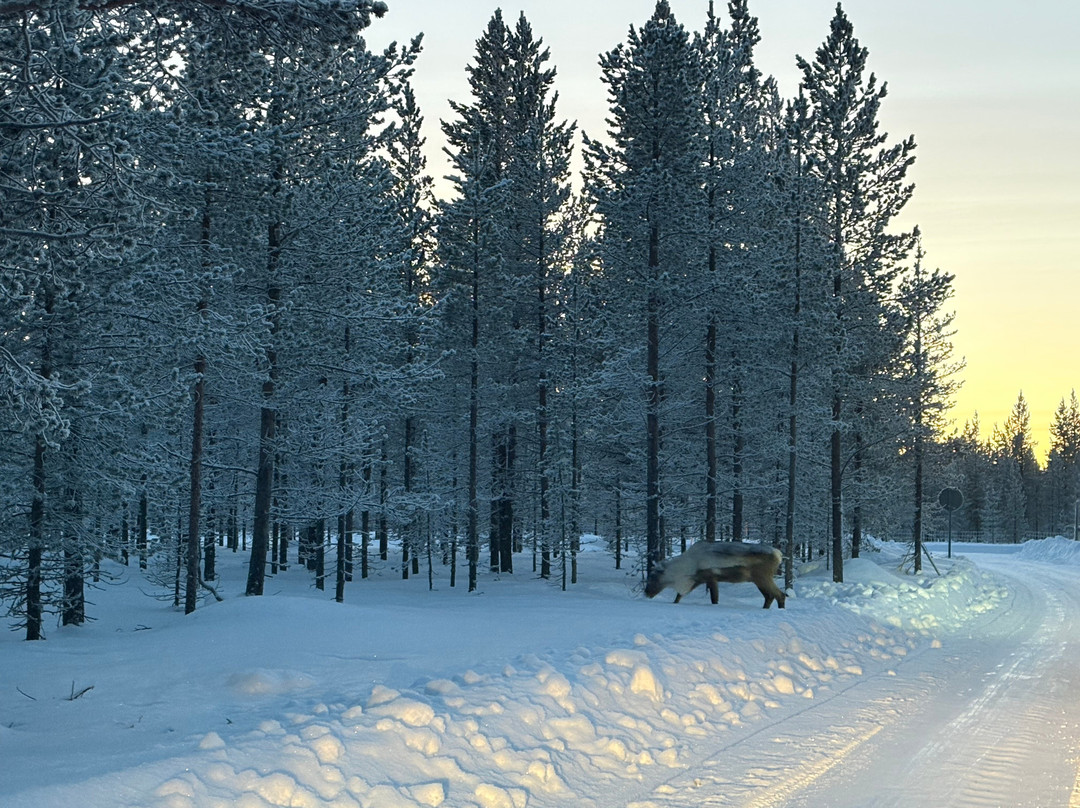 Taigausko Husky Experience-伊纳里必去景点