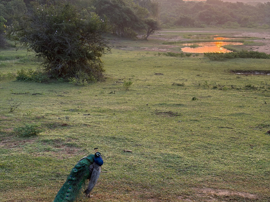 Safari Booking Sri Lanka-Hingurakgoda必去景点