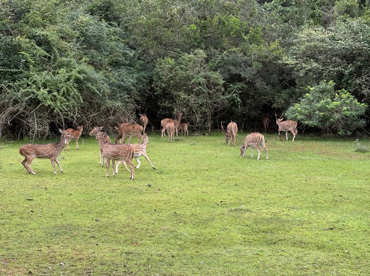 Sweet Home – Wilpattu Safari (Shared & Private), Traditional Cooking Classes, Tours & Homestay-阿努拉德普勒圣城必去景点