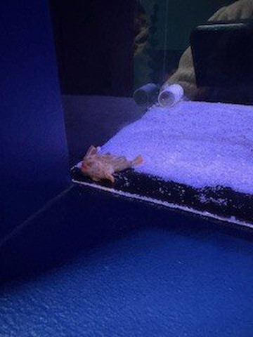 Seahorse World-Beauty Point必去景点