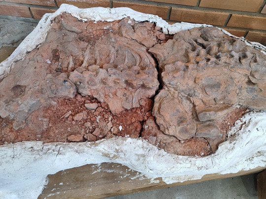 Museum Aristides Carlos Rodrigues-Candelaria必去景点