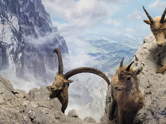 萨尔茨堡自然历史博物馆-萨尔茨堡必去景点