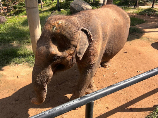 Samui Elephant Sanctuary-波普特必去景点