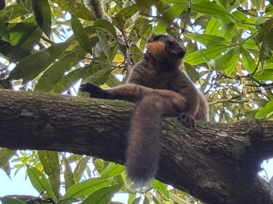 Dodi's Lemur Tours-Tolanaro必去景点