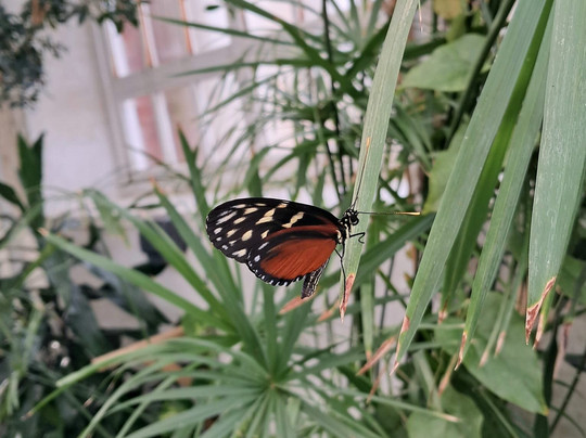 Williamson Park-兰开斯特必去景点