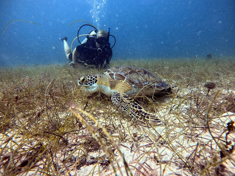 Ultra Marine Divers-蓬塔卡纳必去景点