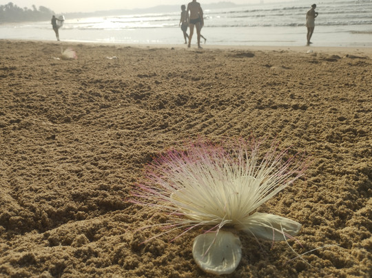 Surf 'n Lanka-瓦勒迦玛必去景点