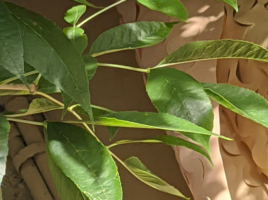 Hotel San Pedro & Resto主图