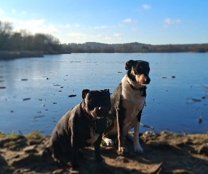 Frensham Little Pond-Frensham必去景点