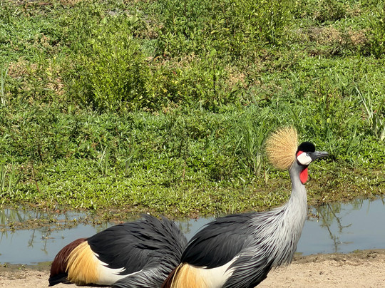 Good Earth Tours-阿鲁沙必去景点