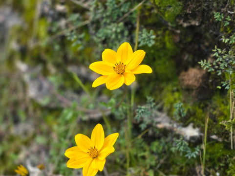 Qeswachaka Peru Tours-库斯科必去景点