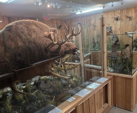 Canadian Wildlife Museum and Gift Shop-弗农必去景点