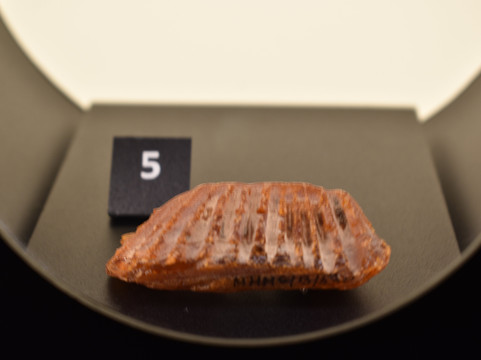 Museum of Amber - Museum of Gdansk-格但斯克必去景点