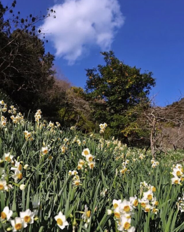 Yatsuzawa Suisenkyo-锯南町必去景点