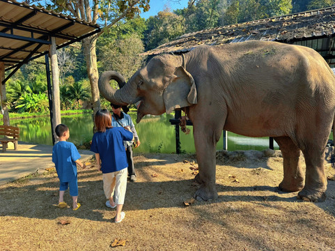 Lanna Kingdom Elephant Sanctuary-清迈必去景点