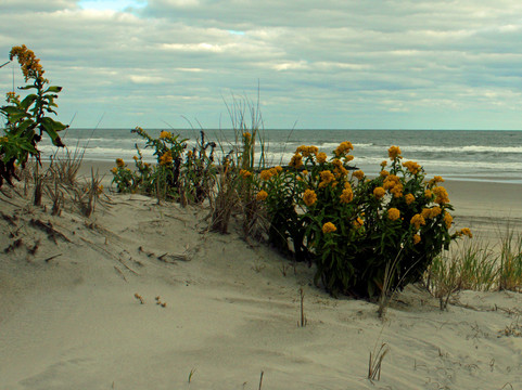 Stone Harbor Point-Stone Harbor必去景点
