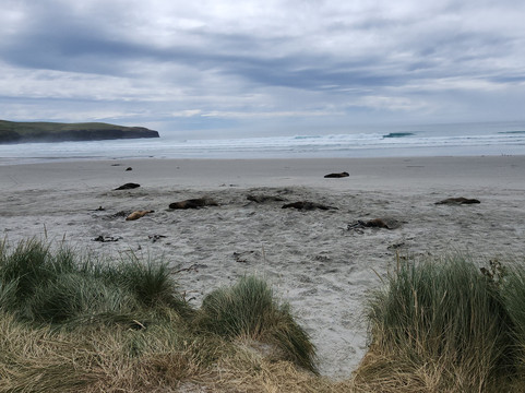 Clearwater Wildlife Tours-但尼丁必去景点