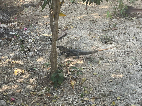 玛雅生态村主图