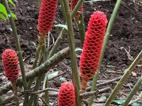 Kauai Safaris-利胡埃必去景点