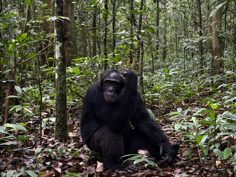 Ngoni Safaris Uganda-坎帕拉必去景点
