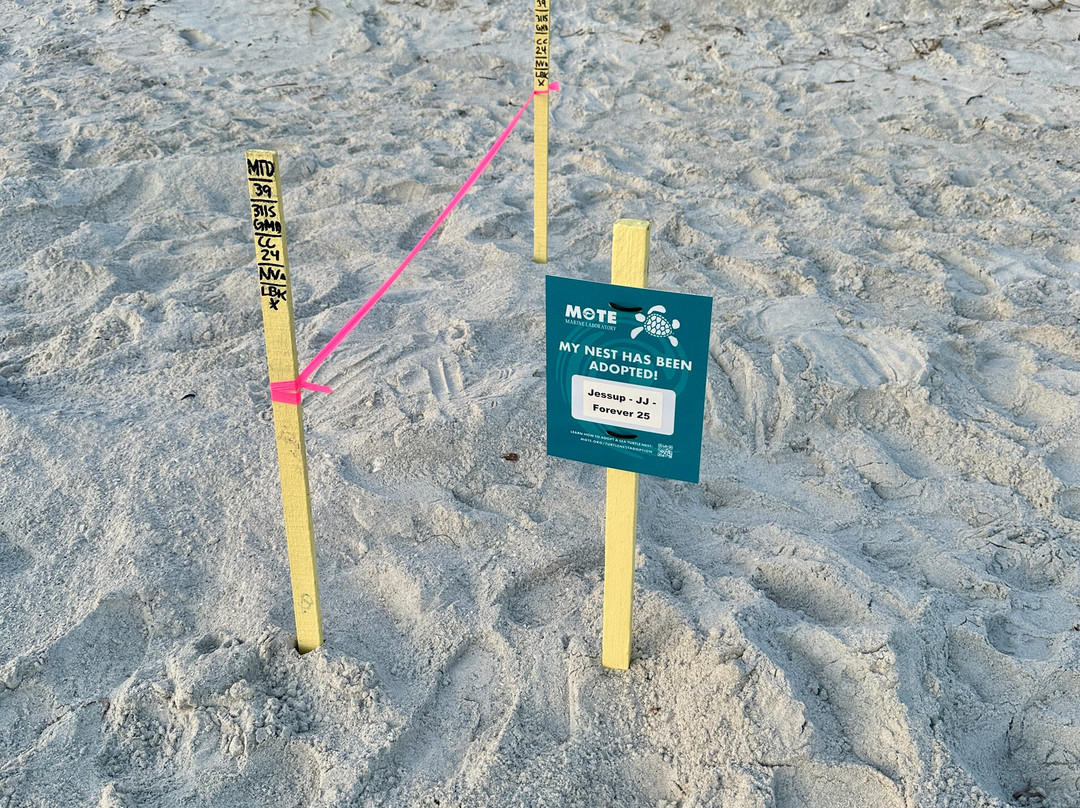 Longboat Key Beach-长船礁必去景点
