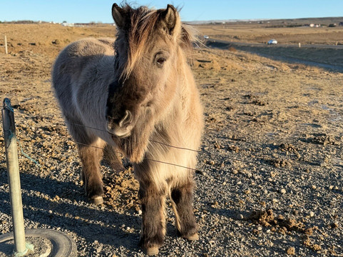 Activity Iceland-雷克雅未克必去景点
