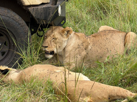 Meander Africa Safaris-内罗毕必去景点