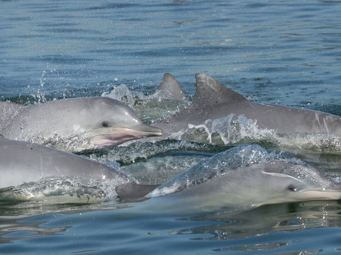 Restinga da Marambaia-曼加拉蒂巴必去景点