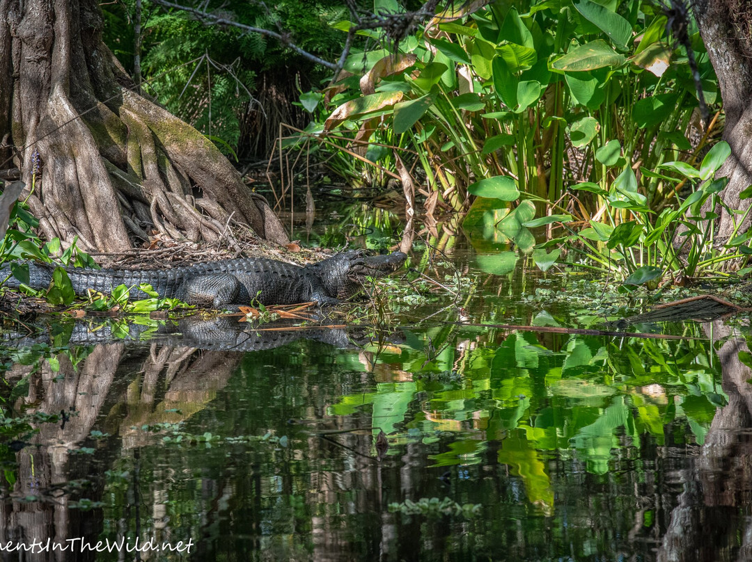 螺旋沼泽鸟兽禁猎区-那不勒斯必去景点