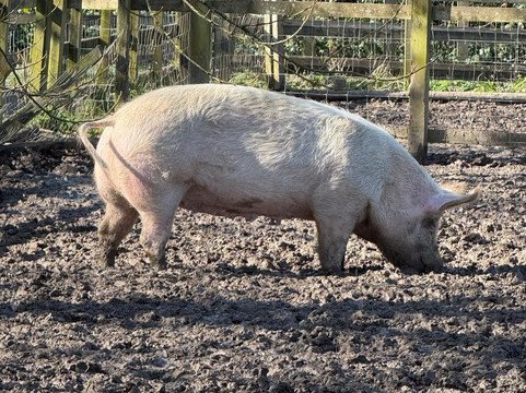 Quarr Abbey-赖德必去景点