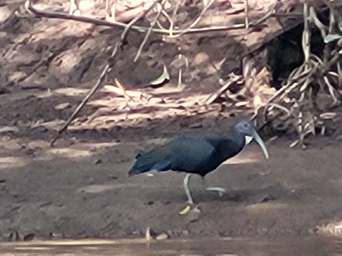 Sarapiqui River-Province of Heredia必去景点