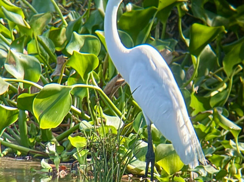 Osa Nature Lovers-Sierpe必去景点