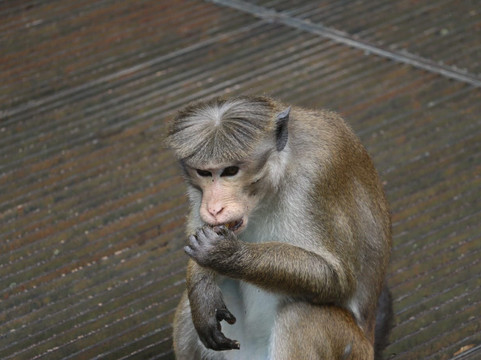 Travel With Asanka-康提必去景点