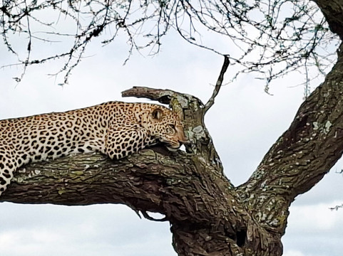 Predators Safari Club-阿鲁沙必去景点