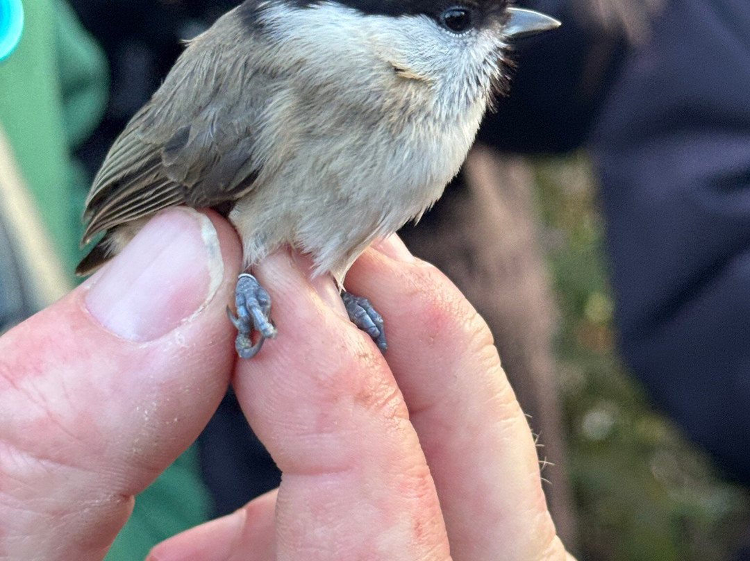 Wild New Forest Guided Tours-利明顿必去景点