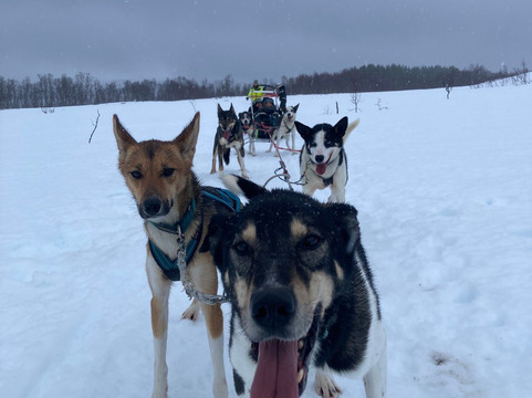 Kvaløya Husky-特罗姆瑟必去景点