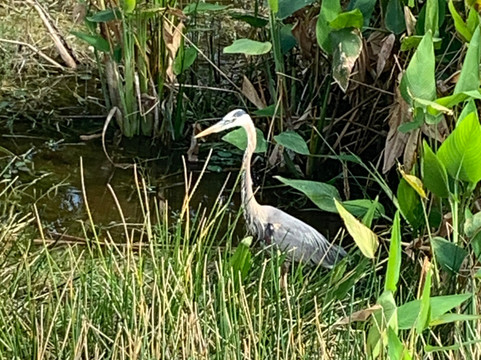 Winding Waters Natural Area-西棕榈滩必去景点