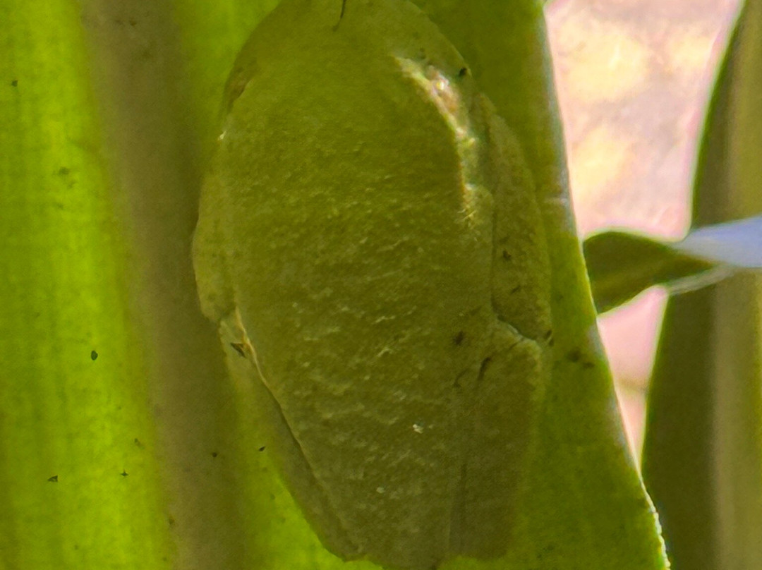 Goolonukos-塔马林多必去景点